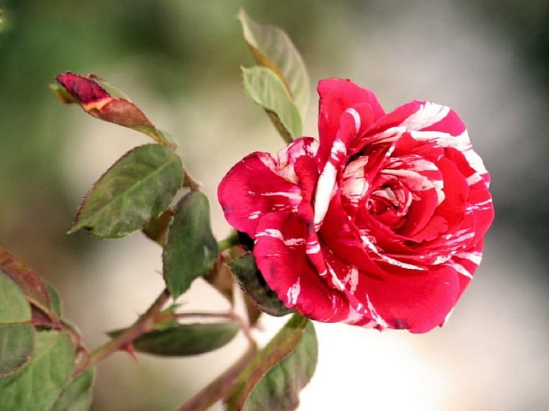 Peppermint Rose, red, rose, bush, flower, beauty, nature, white, HD wallpaper