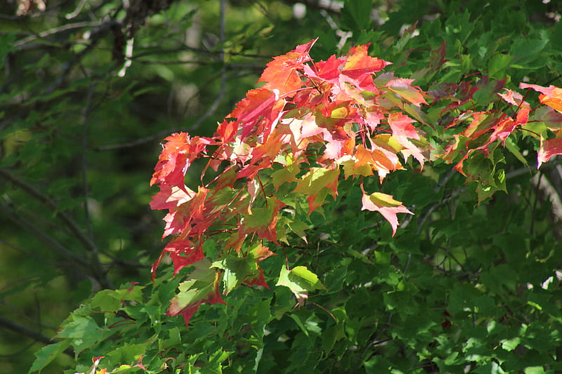 red and green maple leaves, HD wallpaper