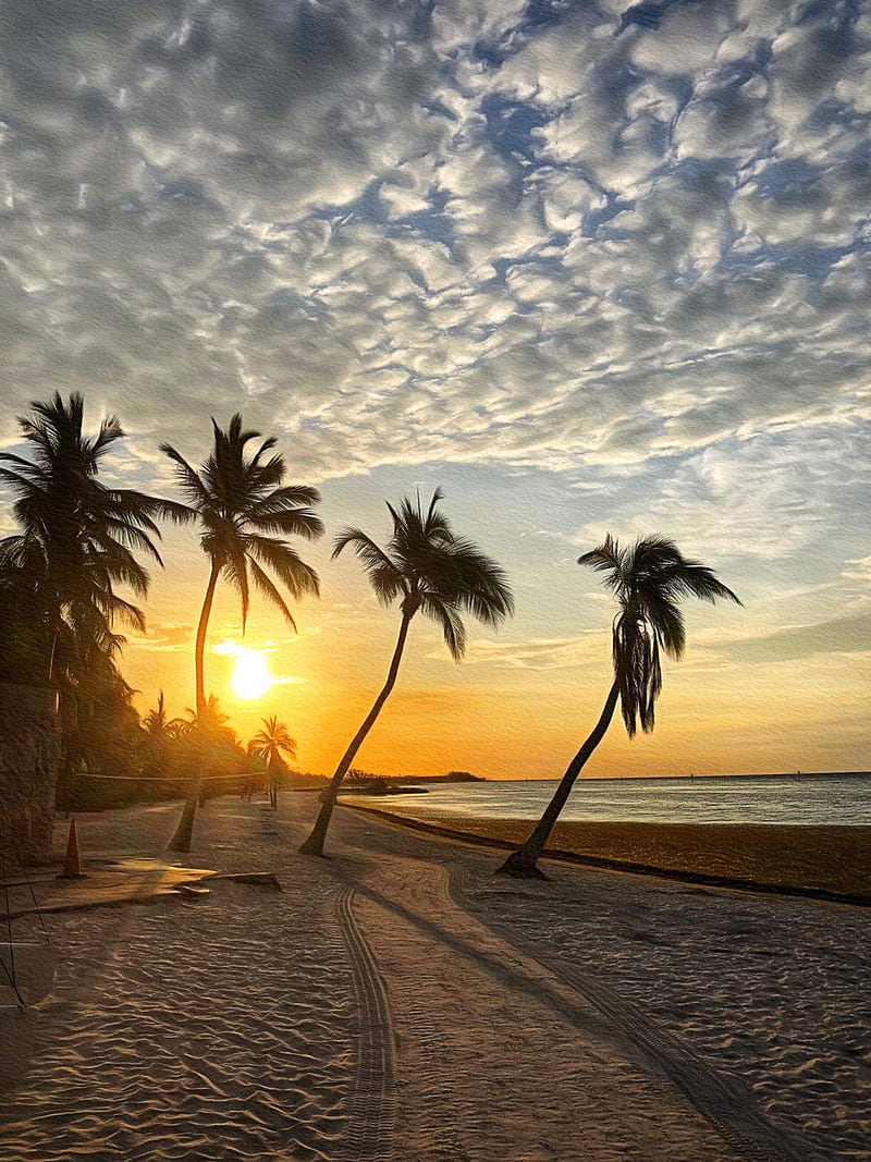 Sunrise, beach, palm, trees, HD phone wallpaper