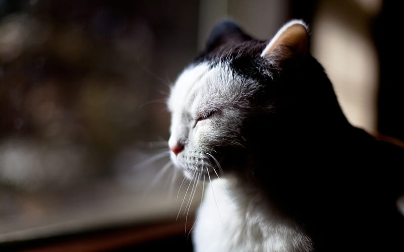 sleepy cat-Cute pet cat, HD wallpaper