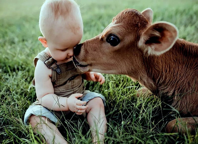 Babies, Calf, Baby boy, Cows, Animals, People, HD wallpaper