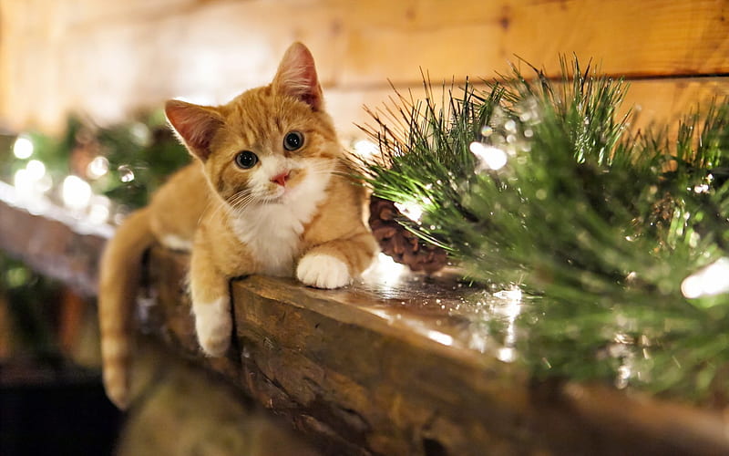 Adorable Cat, pretty, christmas cat, bonito, adorable, cat eyes, xmas, christmas lights, lights, sweet, beauty, face, animals, cate face, lovely, christmas, kitty, cat, cute, paws, merry christmas, eyes, cats, kitten, HD wallpaper
