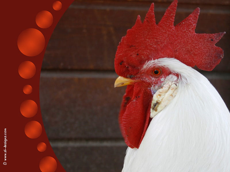 white rooster, red, rooster, white, barn, HD wallpaper
