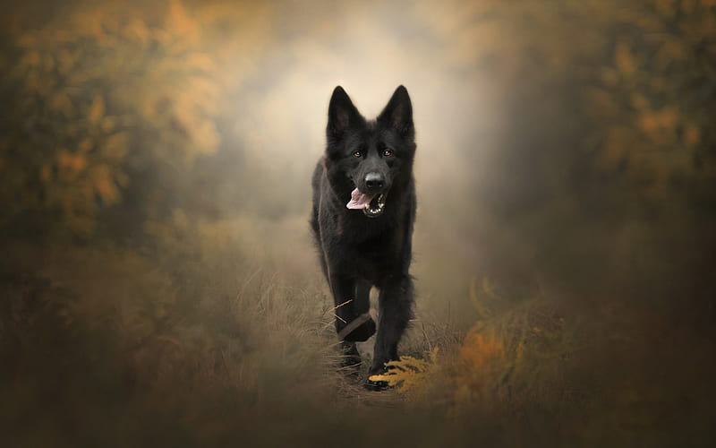 Black German Shepherd, puppy, bokeh, autumn, cute animals, German Shepherd, dogs, running dog, German Shepherd Dog, black dog, HD wallpaper