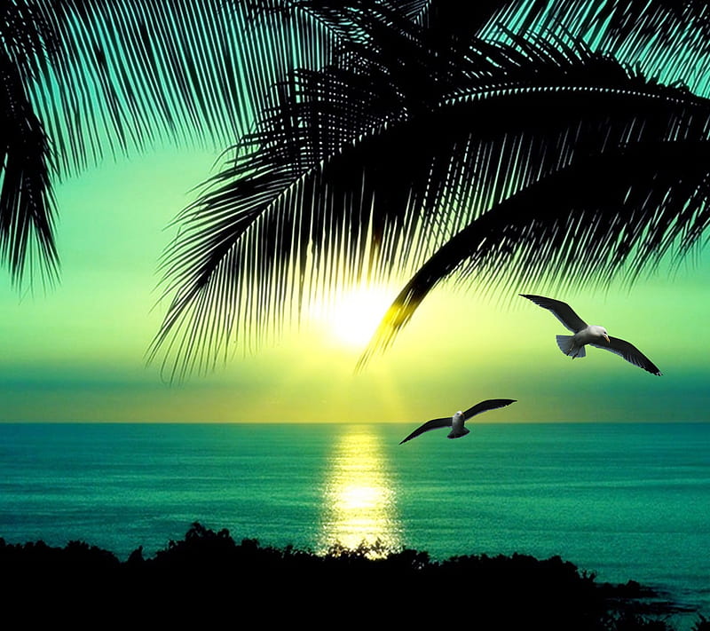 tropical beach , beach, new, nice, palm, paradise, sand, trees, tropical, water, HD wallpaper