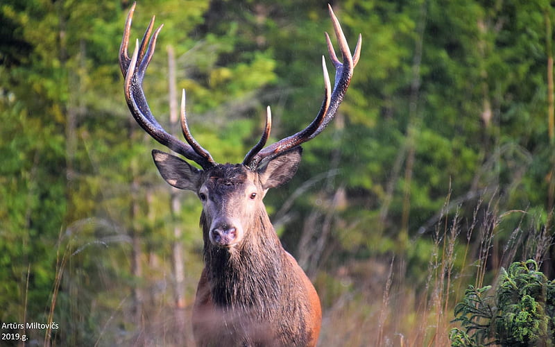 Deer, Latvia, stag, animal, HD wallpaper | Peakpx