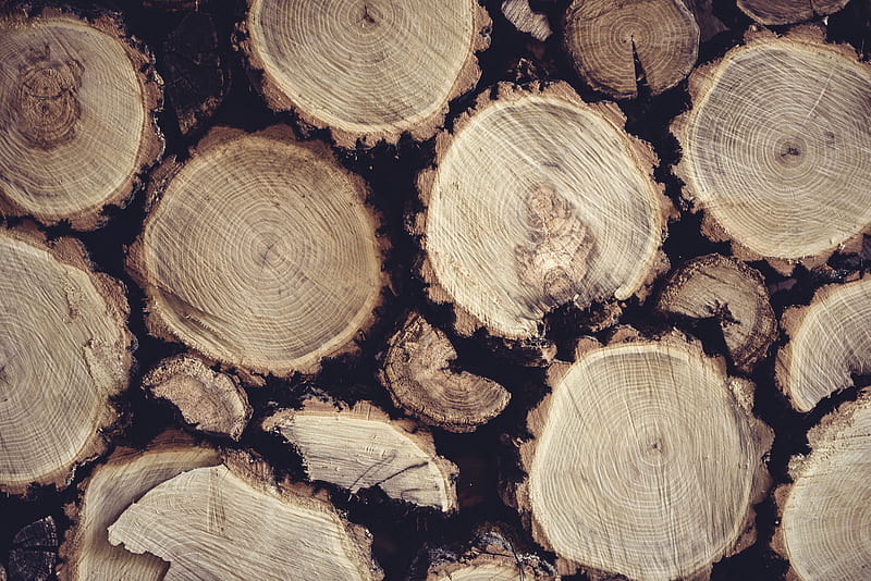 pile of tree log, HD wallpaper