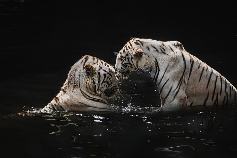 white tigers, tigers, animals, big cats, water, HD wallpaper
