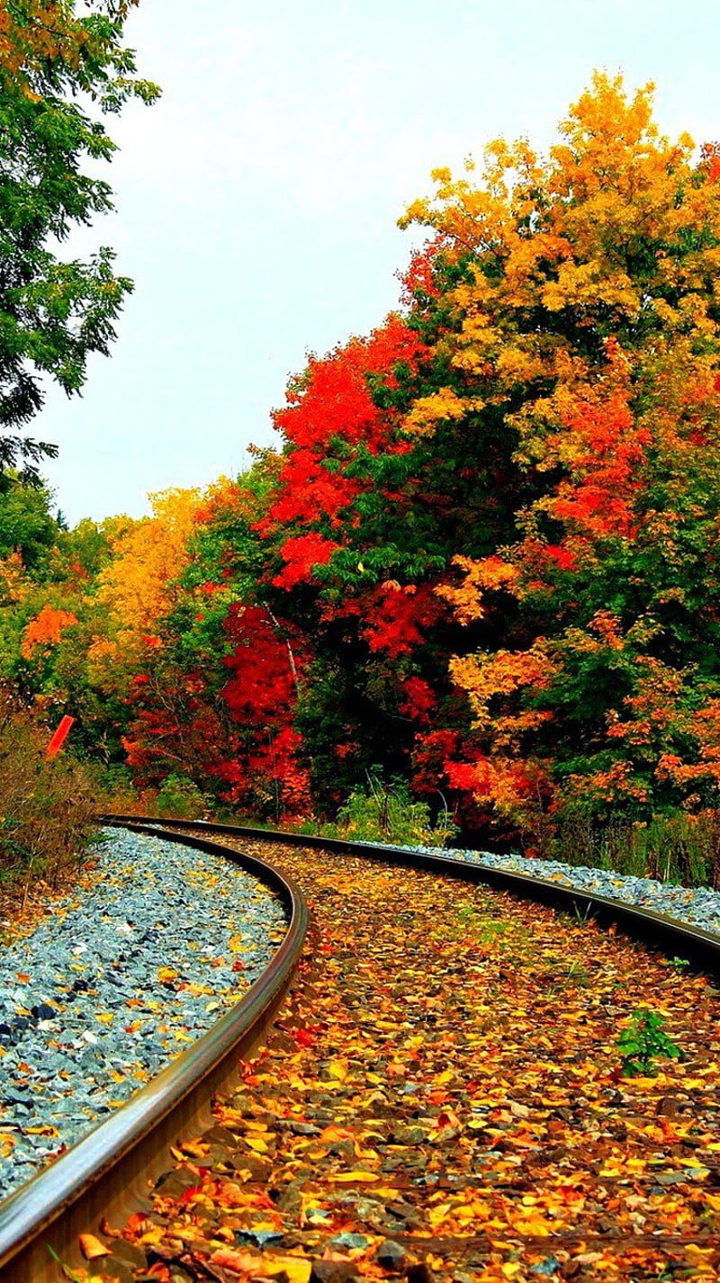 Autumn Road, color, nature, rail, HD phone wallpaper