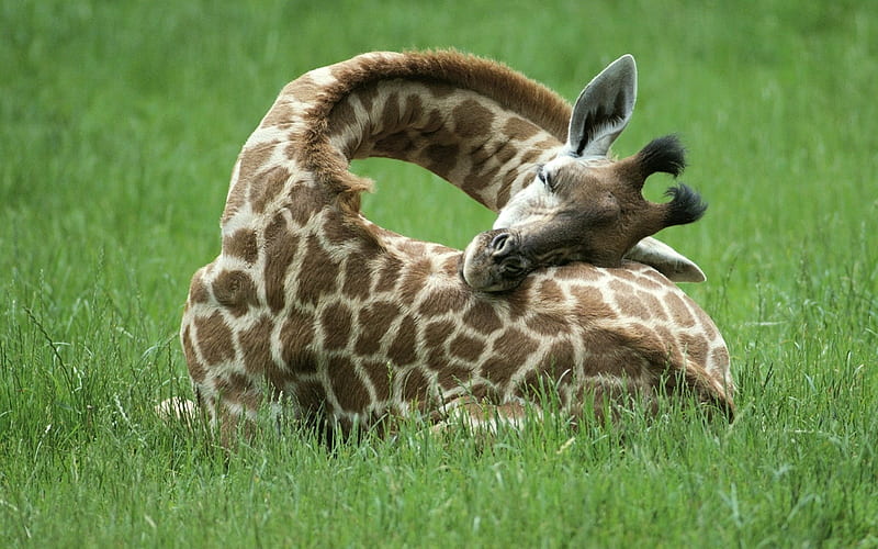 Sleeping Giraffe, giraffe, sleeping, grass, animal, HD wallpaper