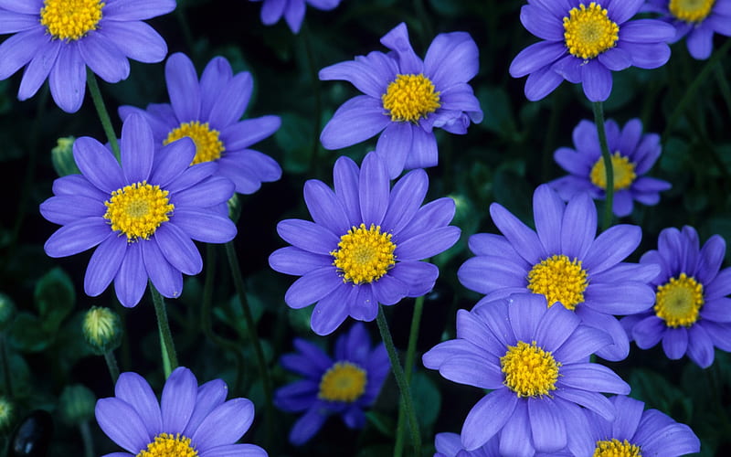 Blue Daisies, blossoms, garden, petals, plants, HD wallpaper