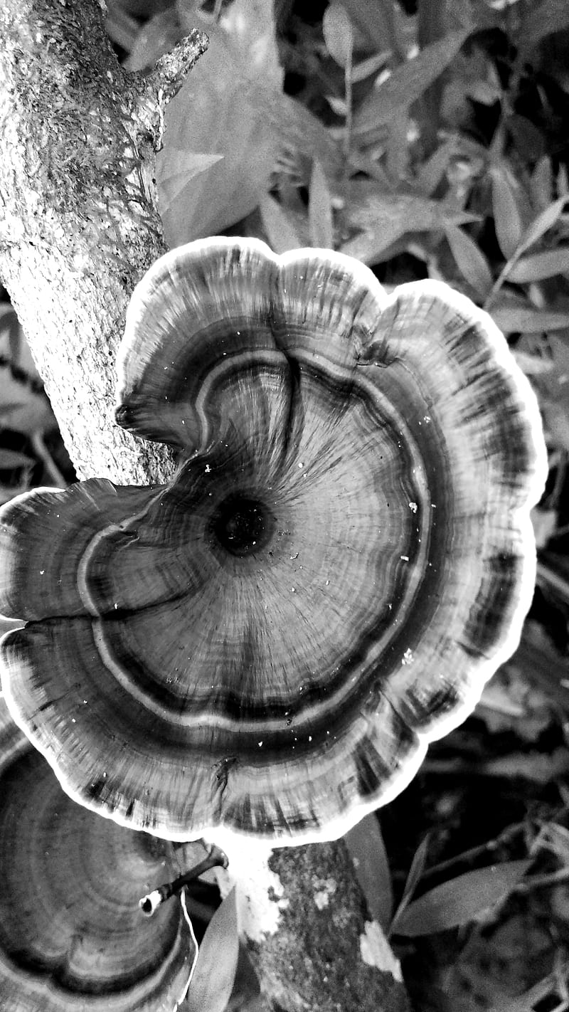 mushroom, bonito, black and white, nature, HD phone wallpaper