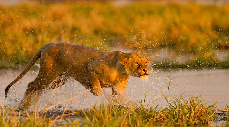 Running Lioness, cats, animals, entertainment, people, HD wallpaper