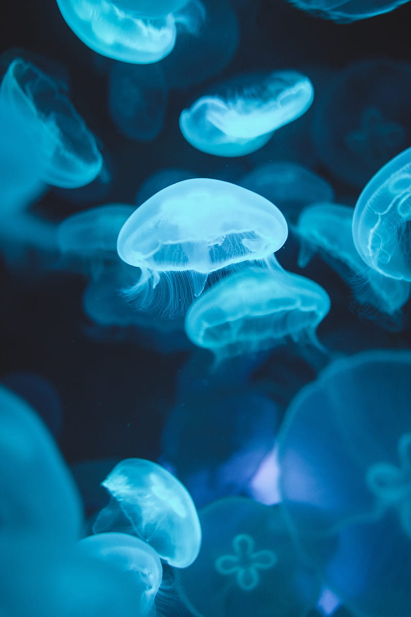 jellyfish, glow, luminescence, blue, underwater world, HD phone wallpaper