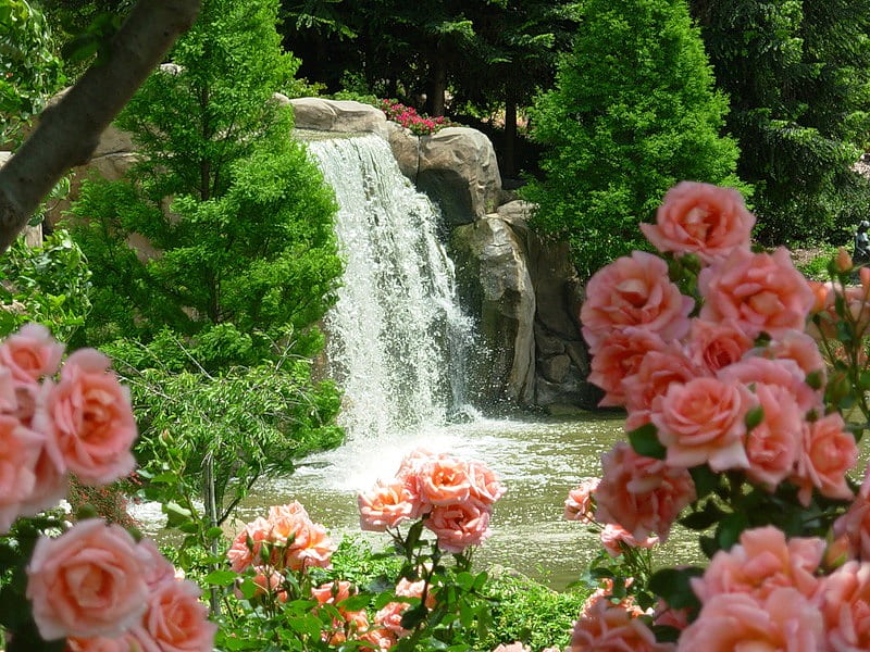 rose garden, rose, waterfall, garden, nature, pink, HD wallpaper