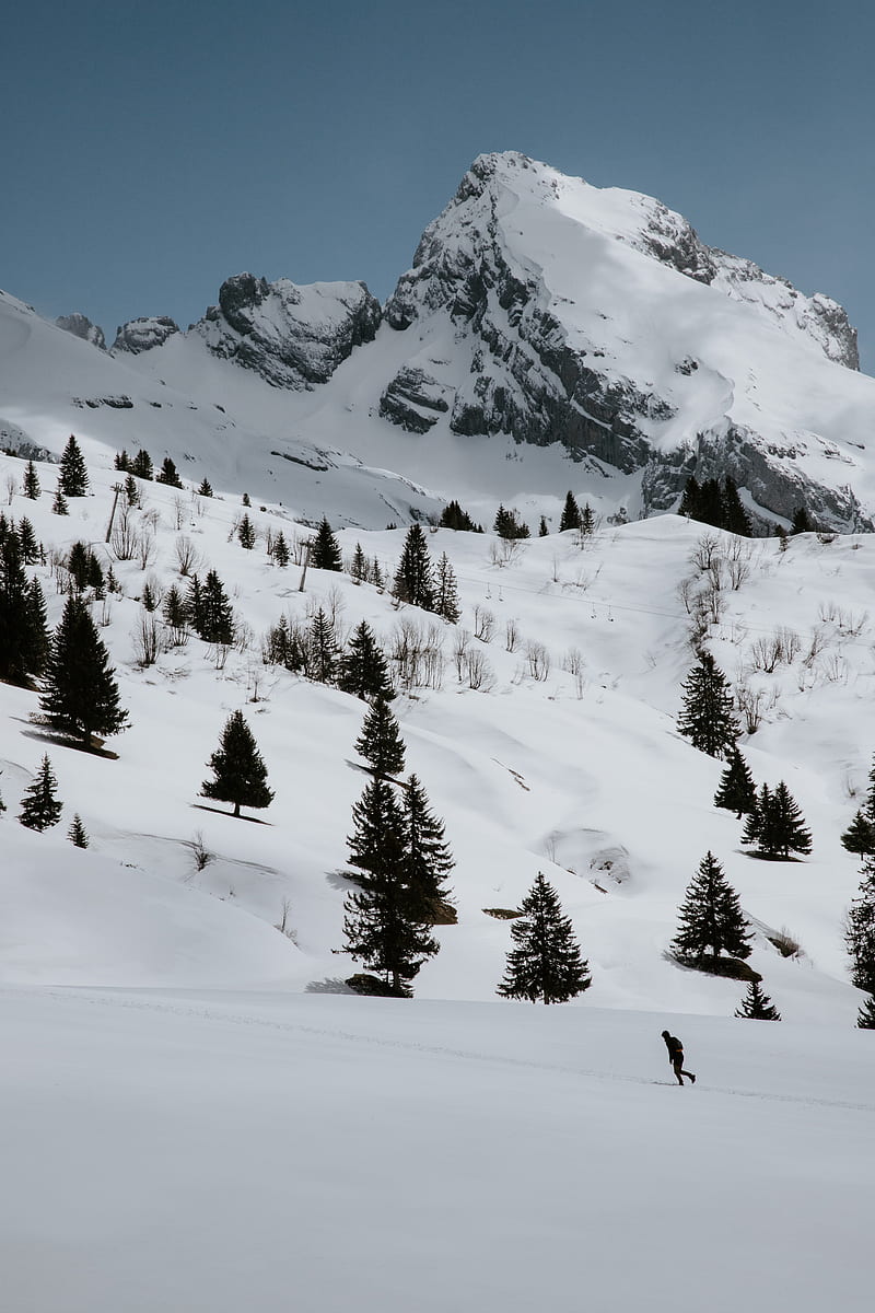 mountains, rocks, snow, snowy, spruce, trees, HD phone wallpaper