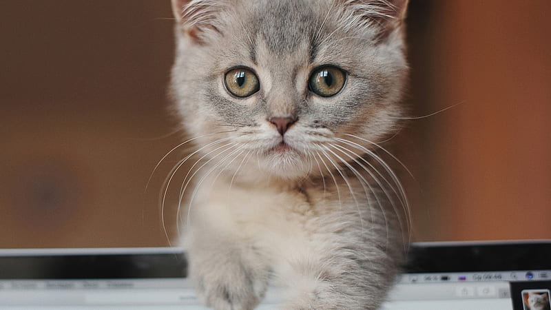 Kitten With Brown Eyes Is Touching Computer Monitor Kitten, HD wallpaper