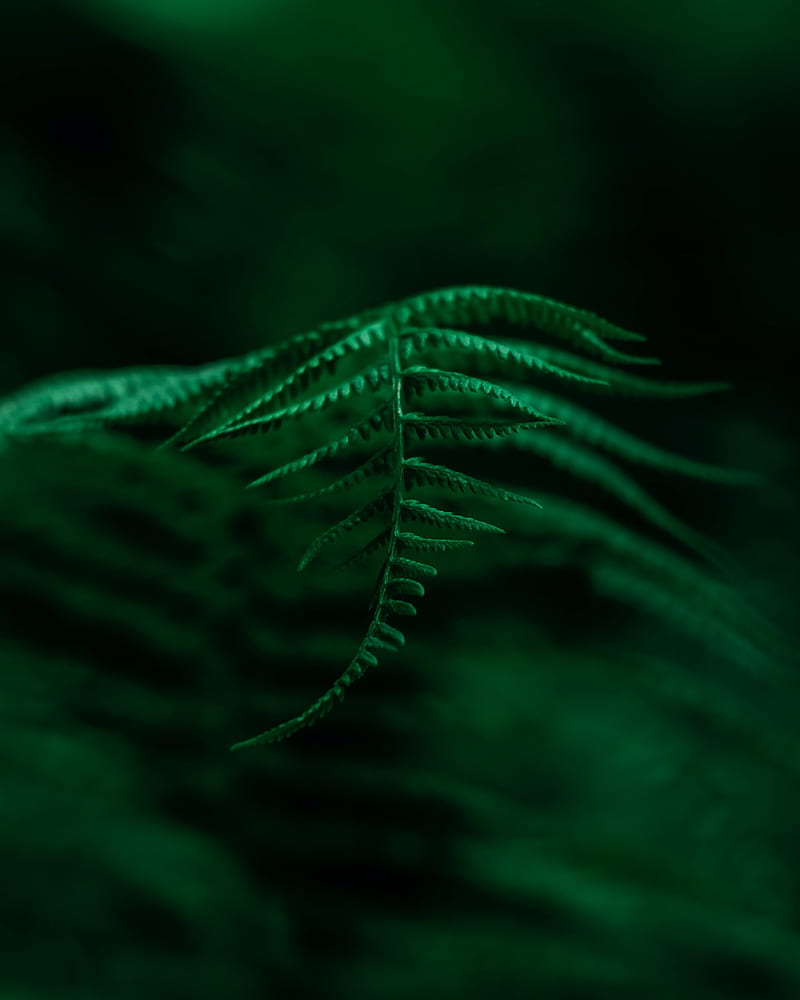 fern, plant, leaves, macro, focus, green, HD phone wallpaper