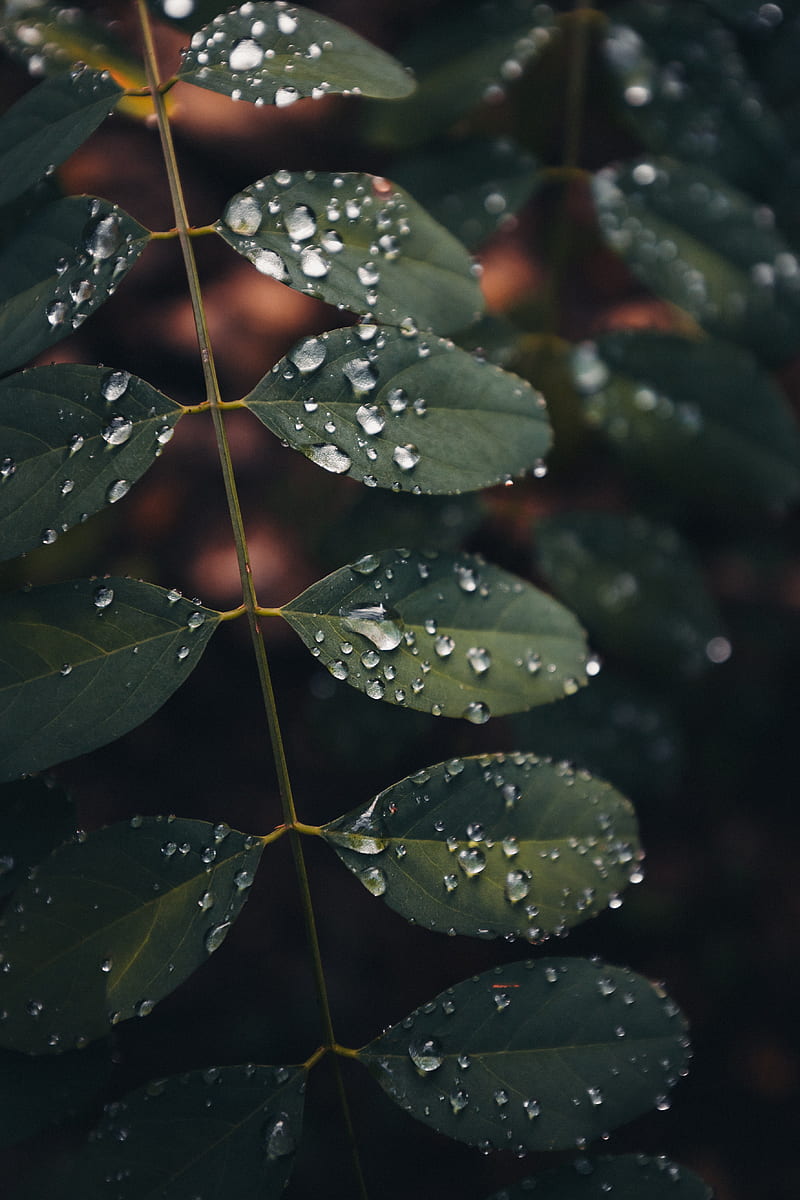 leaves, drops, macro, wet, green, HD phone wallpaper