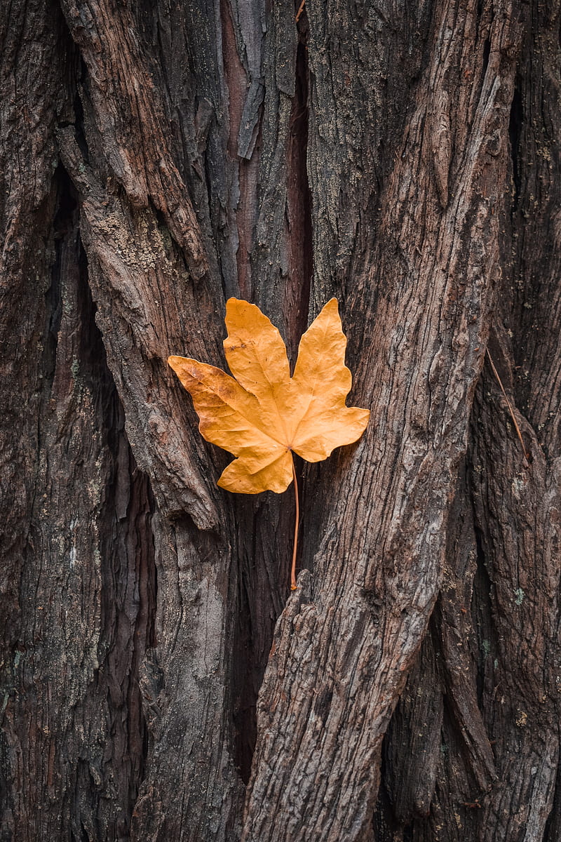 leaf, maple, autumn, bark, tree, HD phone wallpaper