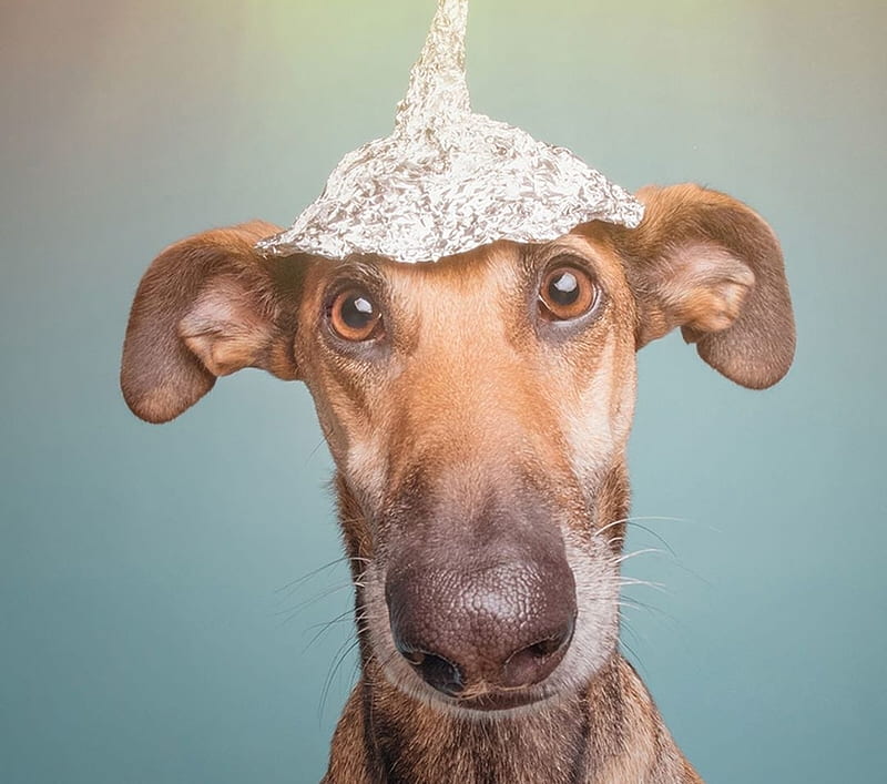 :P, funny, wieselblitz, face, elke vogelsang, animal, hat, dog, caine, cute, blue, HD wallpaper