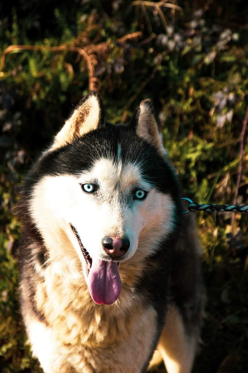 Husky , adorable, animal, animaux, blue, blue eyes, chien, dog, loup, wolf, HD phone wallpaper
