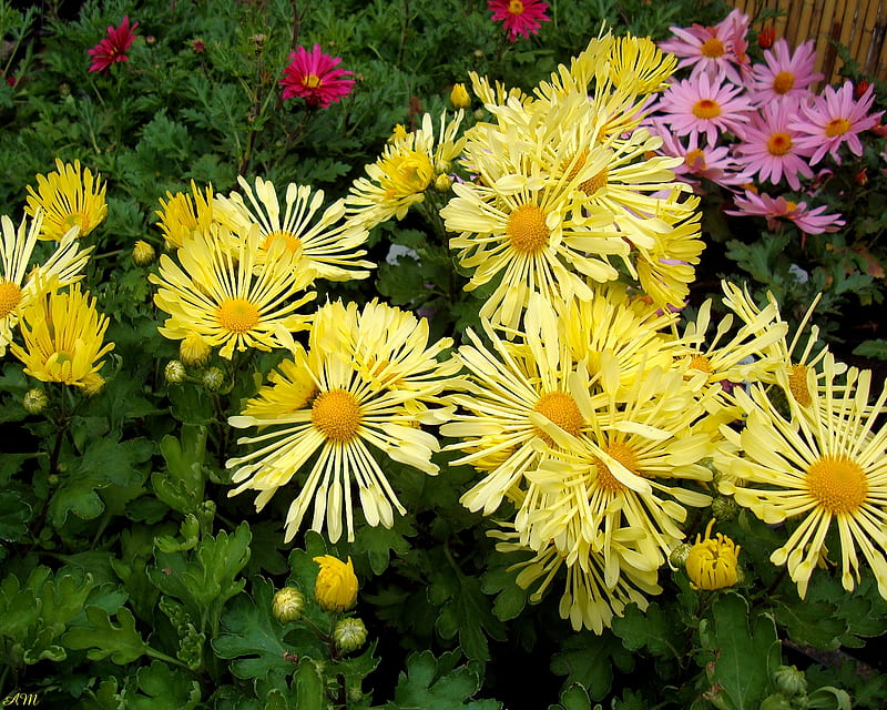Yellow Chrysanthemum, graph, bloom, plant, yellow, spring, mum, blossom, summer, flower, garden, HD wallpaper