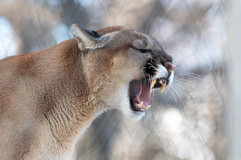 cougar, grin, roar, predator, fangs, wildlife, HD wallpaper