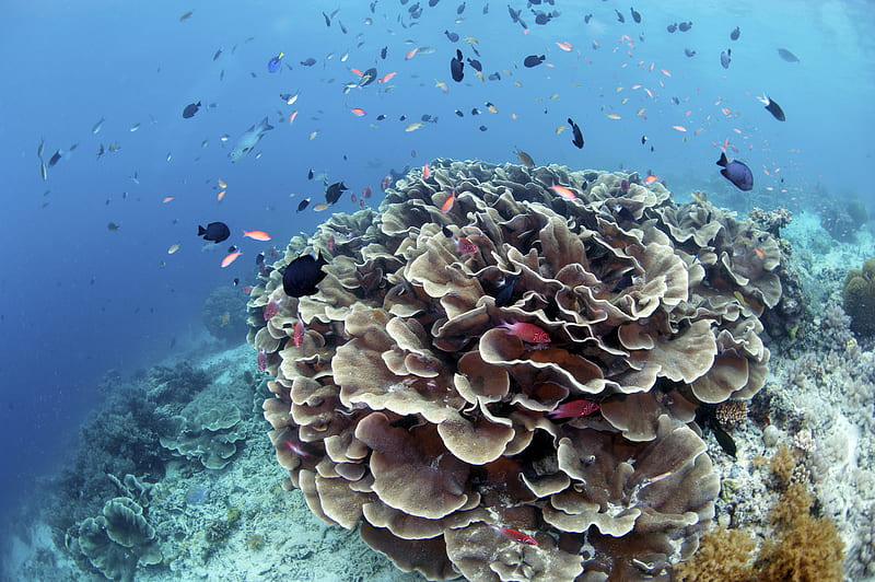 corals, reefs, fish, water, HD wallpaper