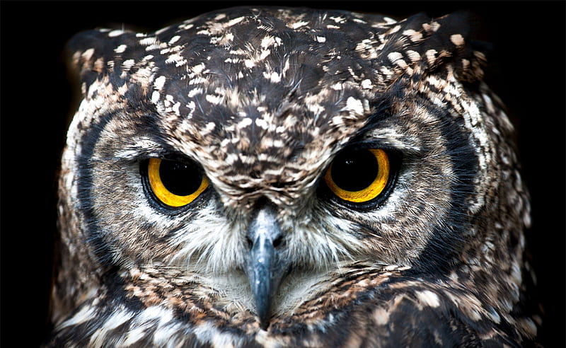 Owl Ultra, Animals, Birds, bonito, Bird, Eyes, HD wallpaper