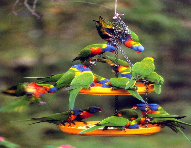 Rainbow Lorikeets Feeding, australia, rainbow lorikeets, bird feeder, parrots, HD wallpaper