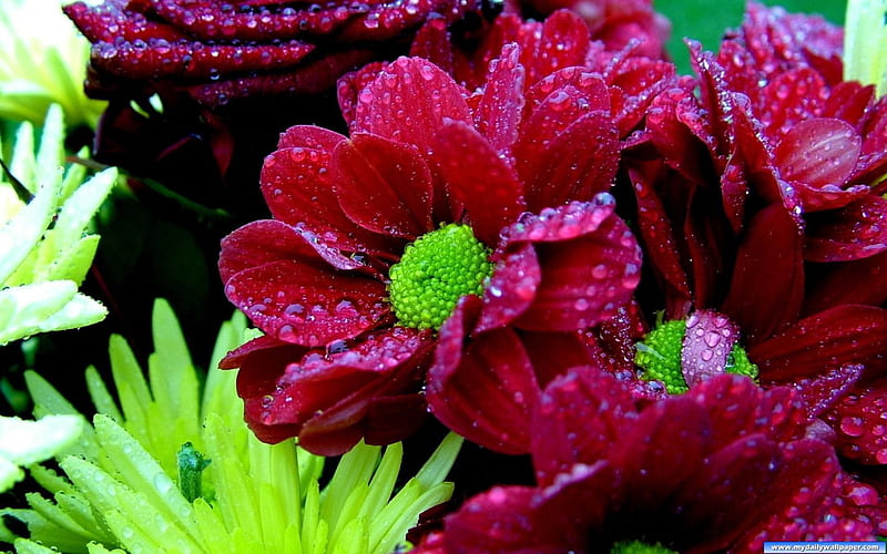 Flowers, red, dew, beauty, drops, HD wallpaper | Peakpx