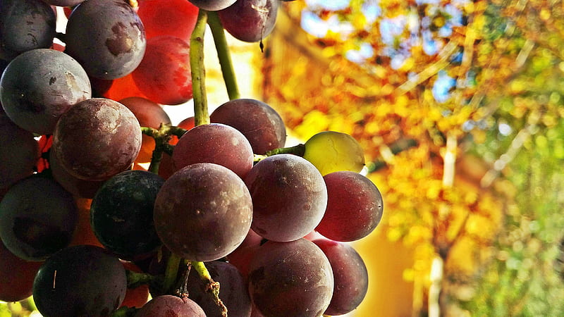 Grape, autumn, yellow, HD wallpaper | Peakpx