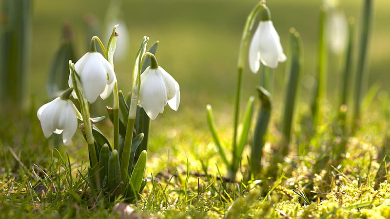 Early spring snowdrops, Snowdrop, Spring, Flowers, Nature, HD wallpaper