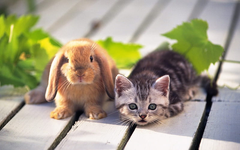 friends, cute, rabbit, cat, sweet, HD wallpaper