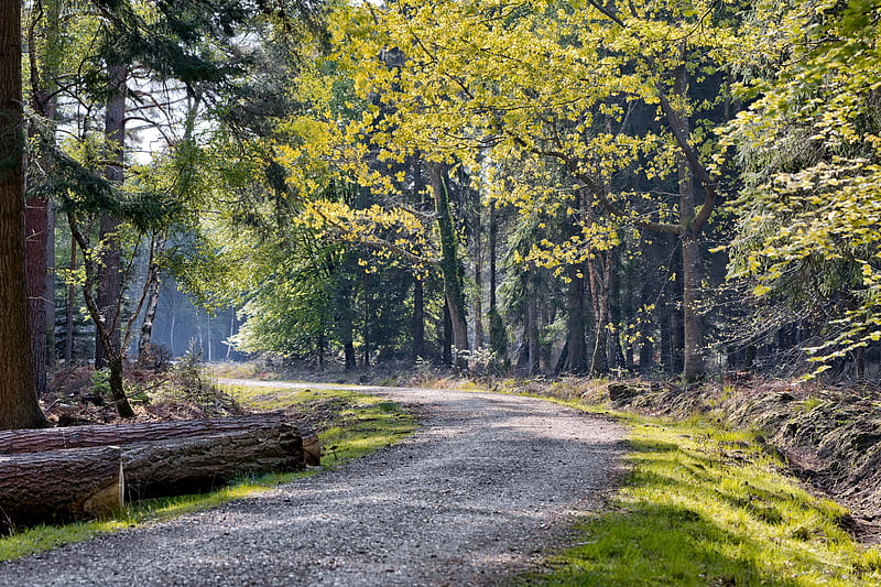 forest gravel road, forest, tree, green, wood, HD wallpaper