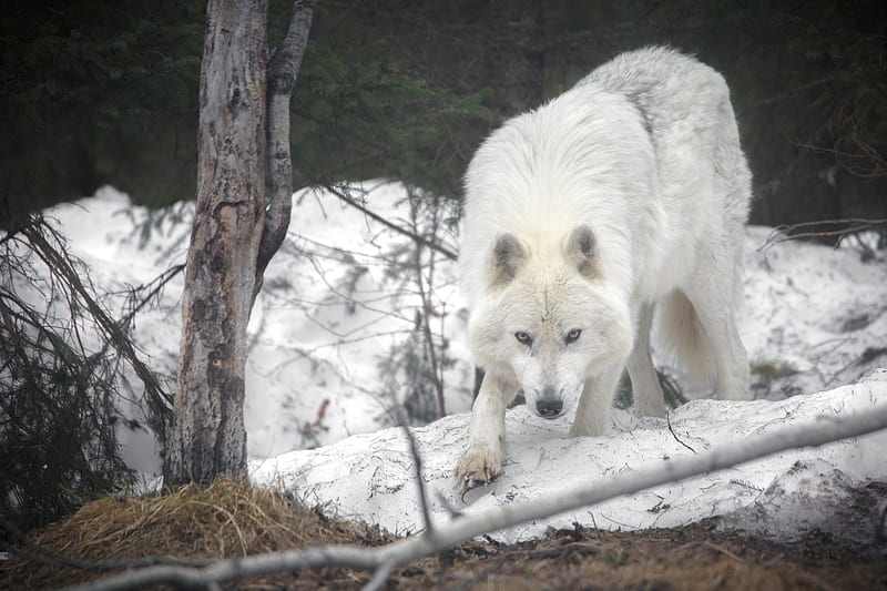 Arctic Wolf, snow, Animal, Arctic, Wolf, fur, HD wallpaper