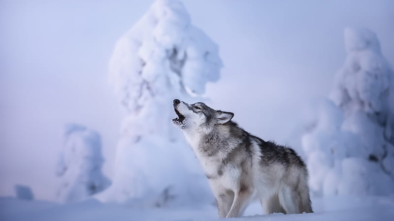 Wolf Is Howling Standing On Snow In Snow Field Background Wolf, HD wallpaper