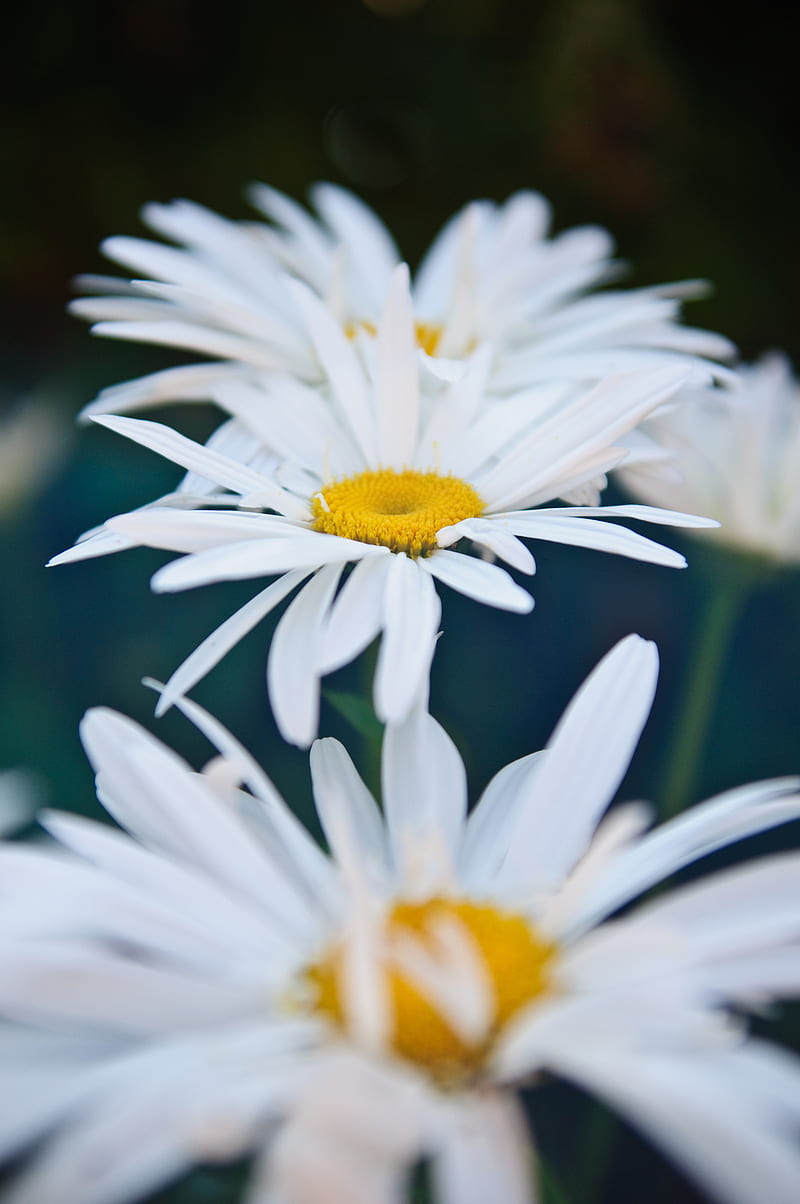 chamomile, flowers, white, bloom, closeup, HD phone wallpaper