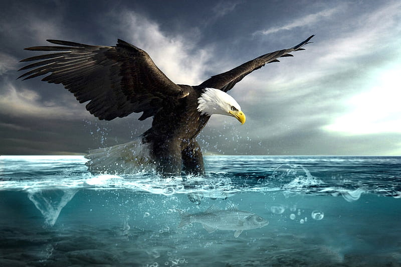 Eagle Diving For Fish, Fish, water, eagle, splender, majestic, sea, Birds, HD wallpaper