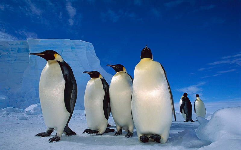 Emperor Penguins-Animal World Series, HD wallpaper