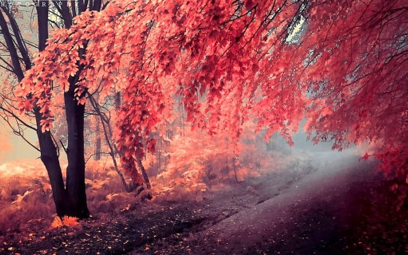 Mùa thu: Mùa thu xứng danh là một trong những khoảng thời gian đẹp nhất trong năm, với những cánh rừng rực rỡ màu sắc và những đợt gió lạnh mang lại từng nốt nhạc của cuộc sống. Hình ảnh trong bức tranh của chúng tôi sẽ giúp bạn có thể đắm chìm trong không gian thơ mộng ấy.
