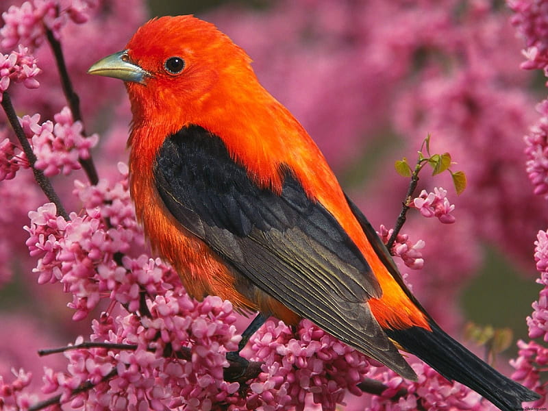 scarlet tanager, blossoms, bird, tanager, scarlet, HD wallpaper