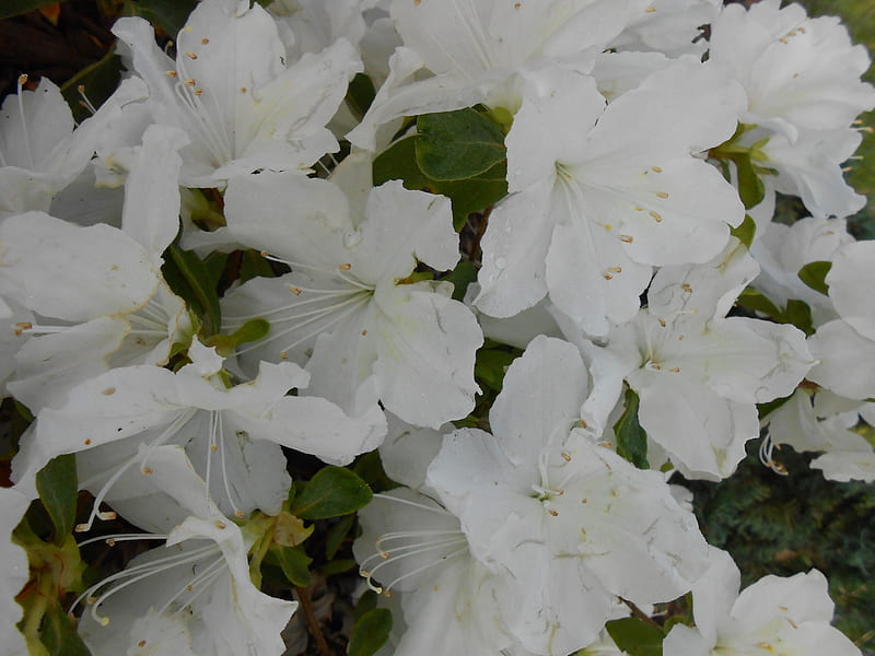White Azaleas, azaleas, flowers, spring, white, HD wallpaper