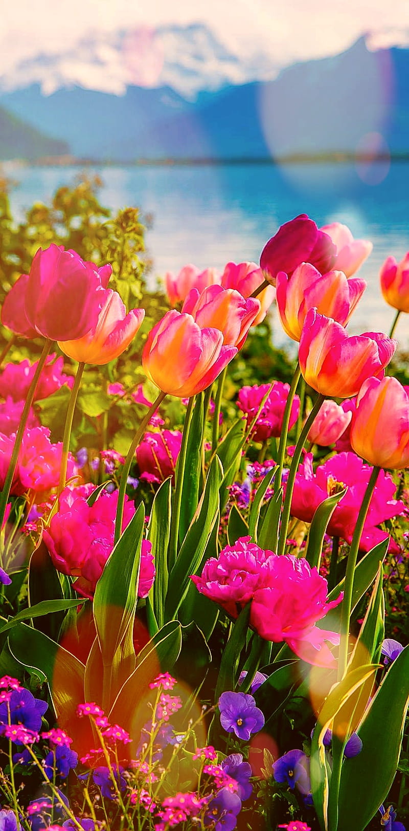 Flowers by the Lake, tulips, HD phone wallpaper | Peakpx
