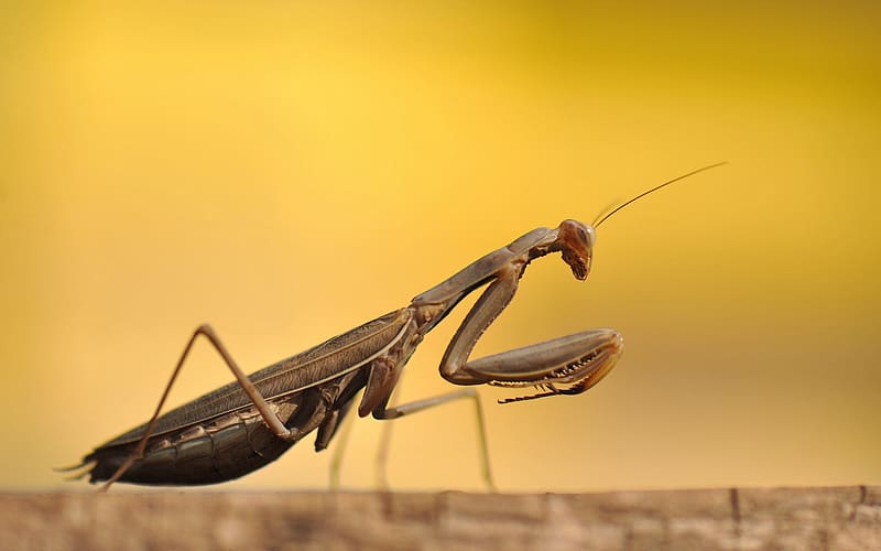 Insects, Animal, Praying Mantis, HD wallpaper