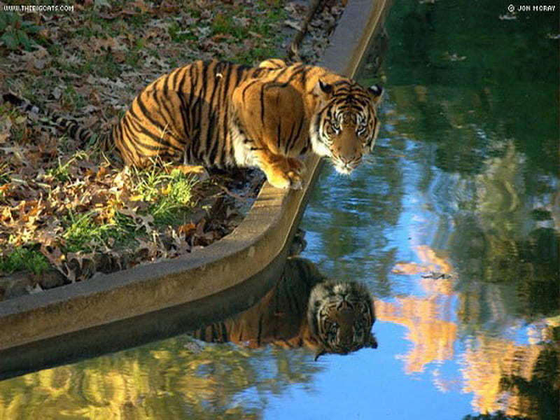 Reflection, stream, stripes, gold and black, tiger, wall, HD wallpaper