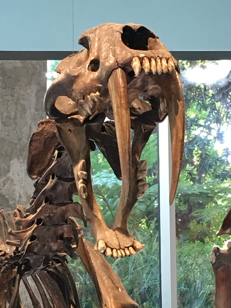 Sabortooth, bones, cat, fangs, skeleton, teeth, tiger, HD phone wallpaper