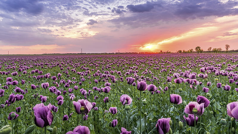 Flowers, Poppy, Cloud, Field, Flower, Sky, Summer, Sunset, HD wallpaper