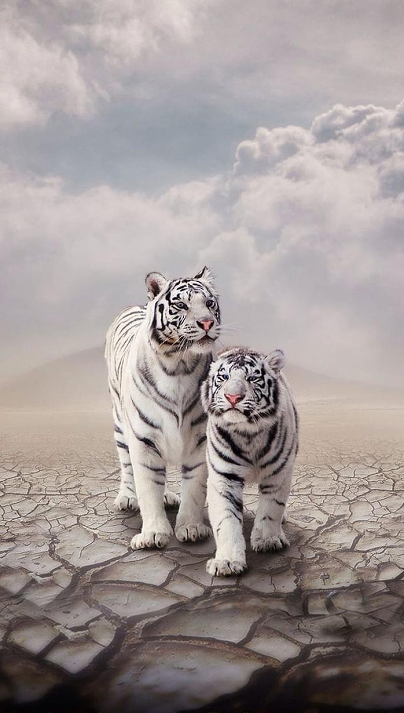 White Tiger, animal, HD phone wallpaper